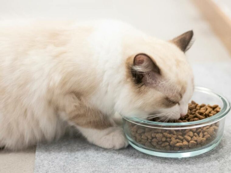 ragdoll cat eating cat food