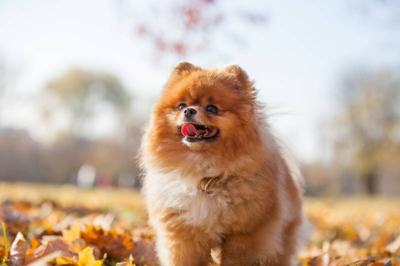 perro pomeranian esponjoso rojo en el parque de otoño