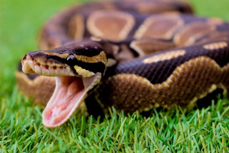 royal python snake with mouth open