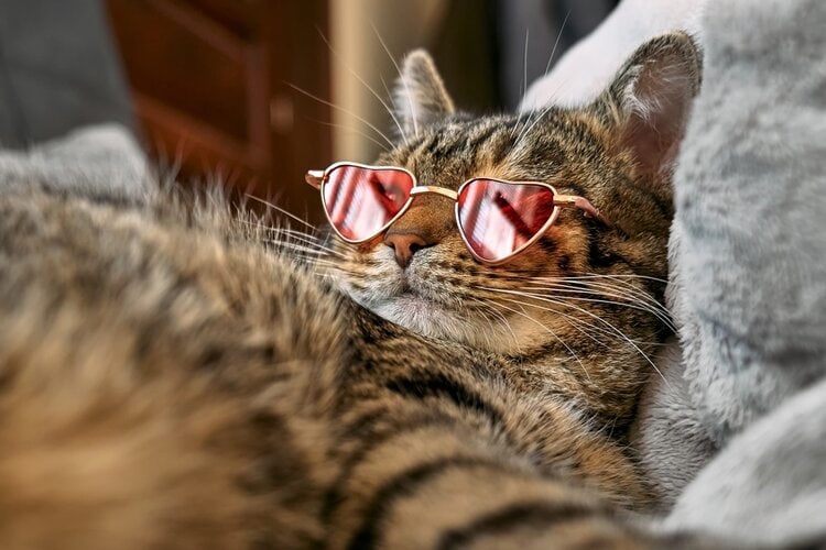 Cute funny tabby cat with sunglasses