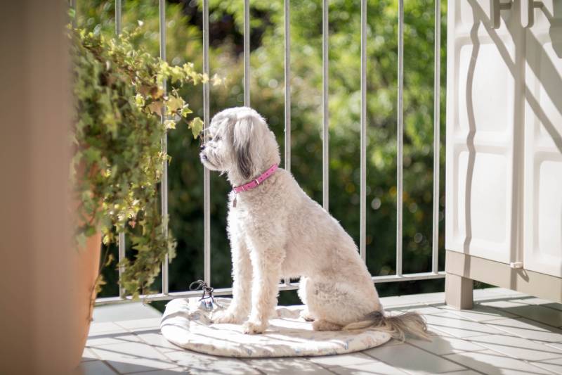 perro shih tzu mirando desde el balcón