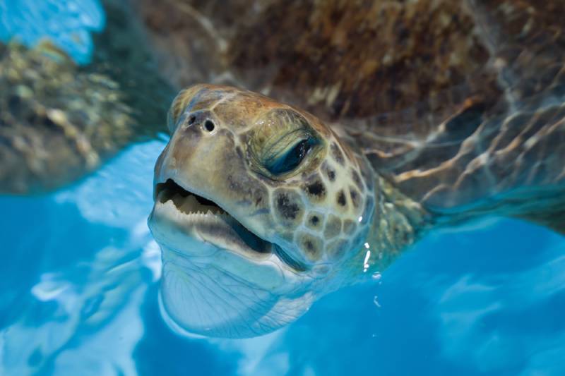 sick sea turtle in the water