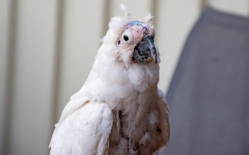sulphur-crested cockatoo with Psittacine Beak and feather disease