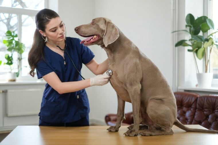 vet checking a weimaraner dog