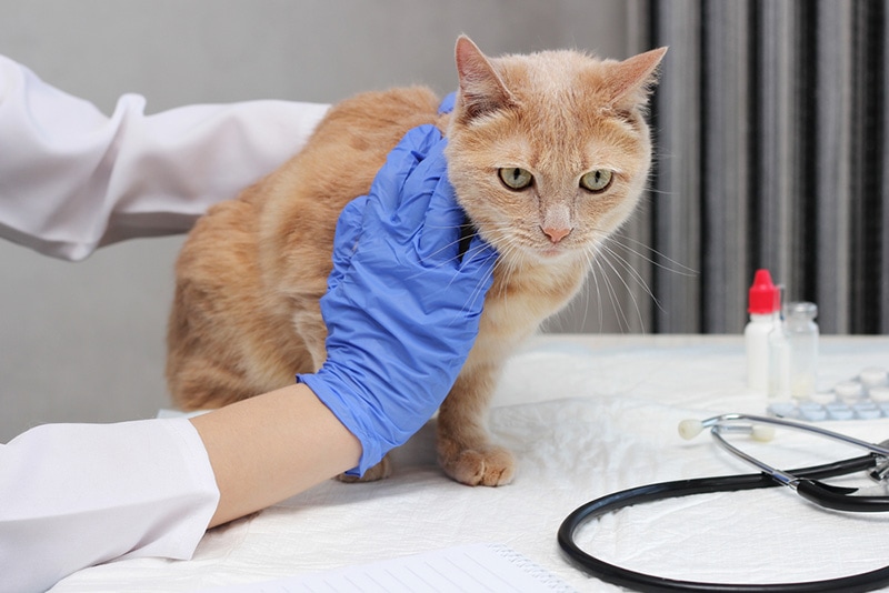 vet checking up the cat