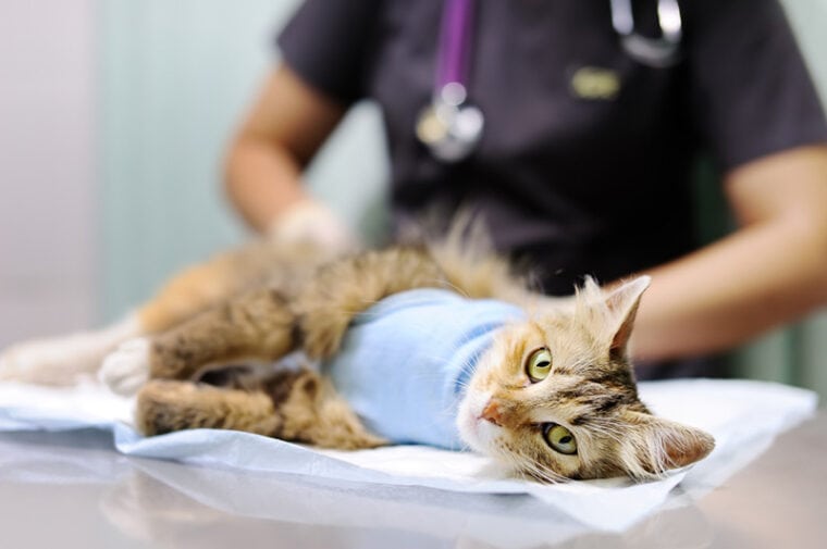 vet doctor puts the bandage on the cat after surgery