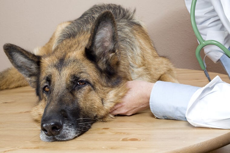 veterinario examina un perro pastor alemán enfermo