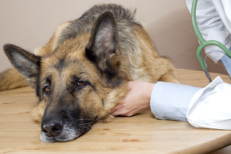 vet examining a sick German Shepherd dog