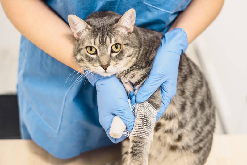 veterinarian bandaging the injured leg of a grey cat