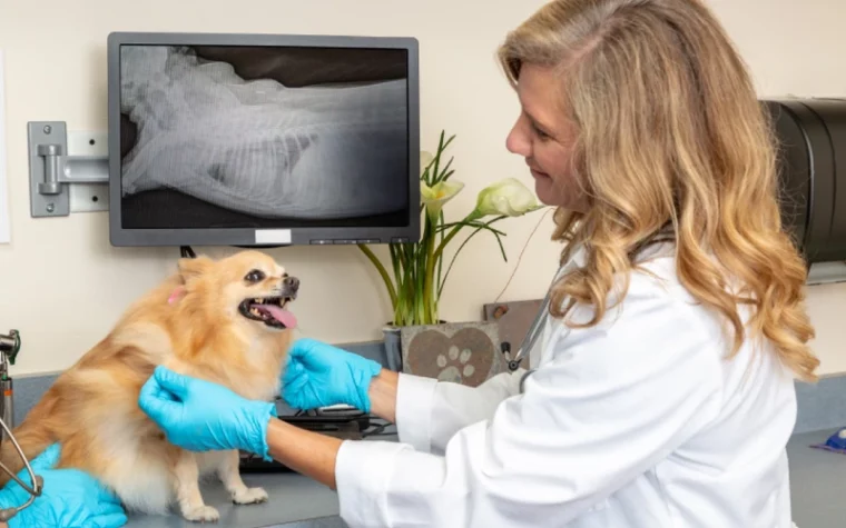 veterinarian examining dog with xray on the wall