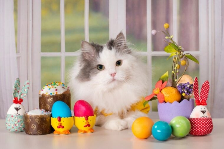 white cat by the easter table