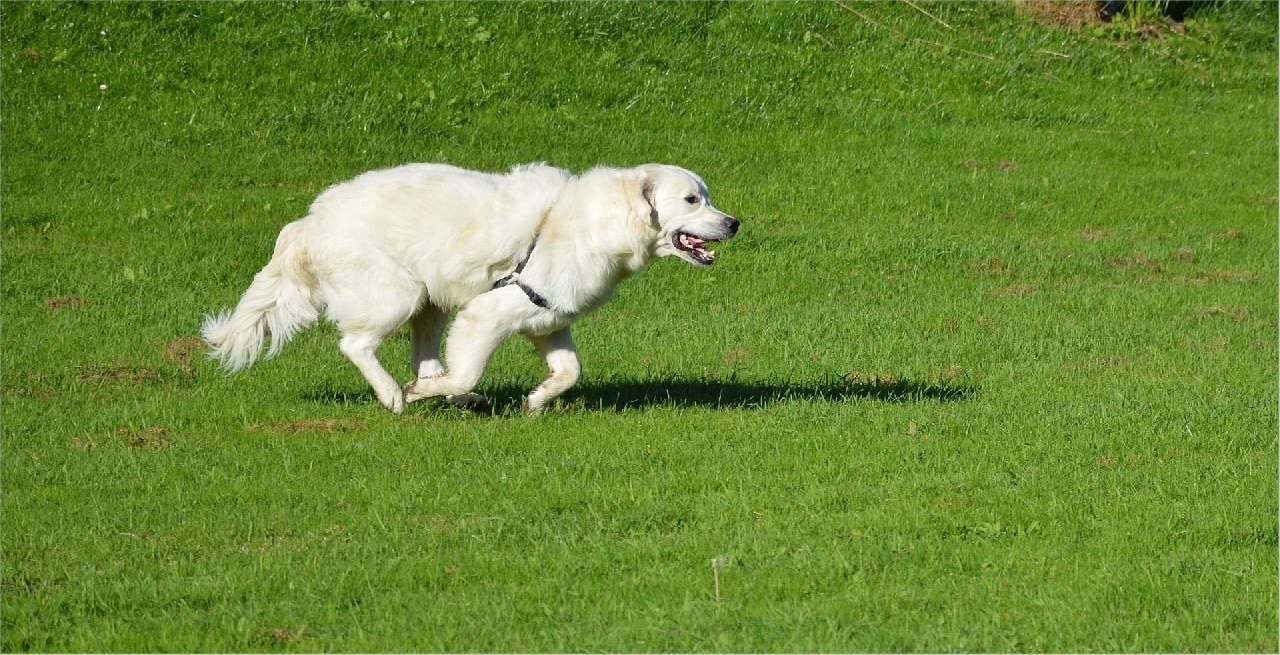 white dog running on the park off leash