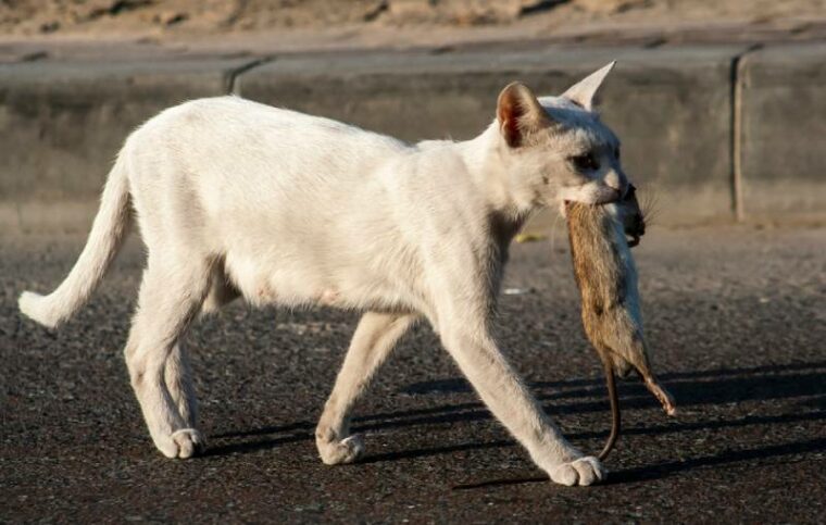 white hunting a rat