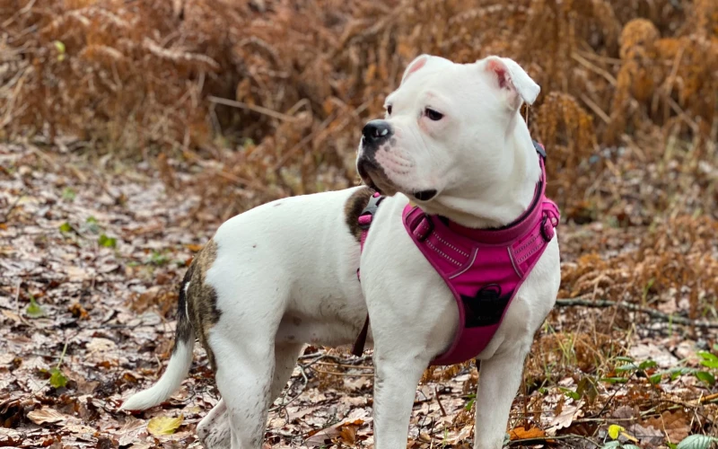 white pitbull with a dog harness