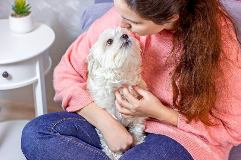 woman sitting on the sofa and hugging and kissing her little white maltese dog in the room