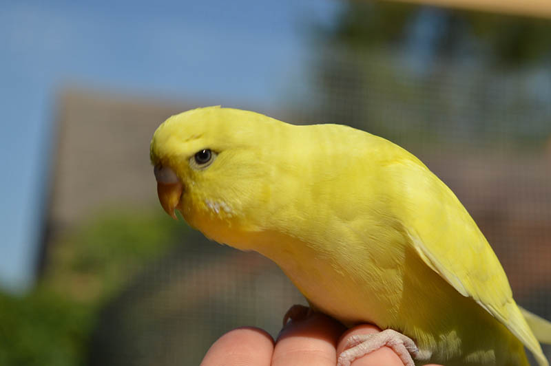 yellow canary perched on person's hand_JumpStory