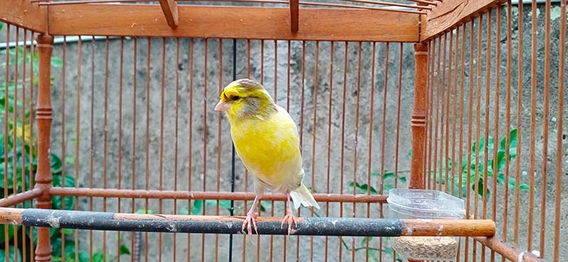 yorkshire canary