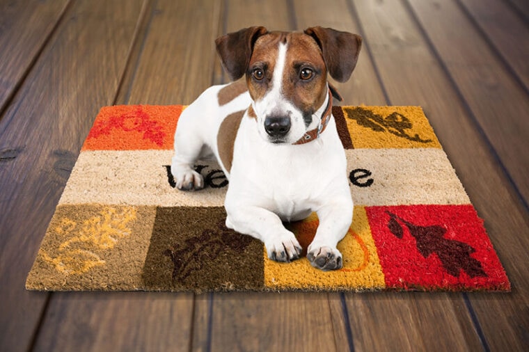 A dog pet on a mat on wooden floor