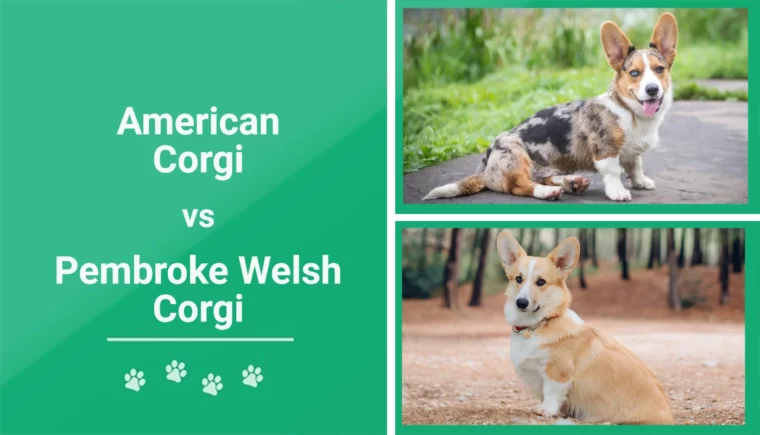 American Corgi vs Pembroke Welsh Corgi - Featured Image
