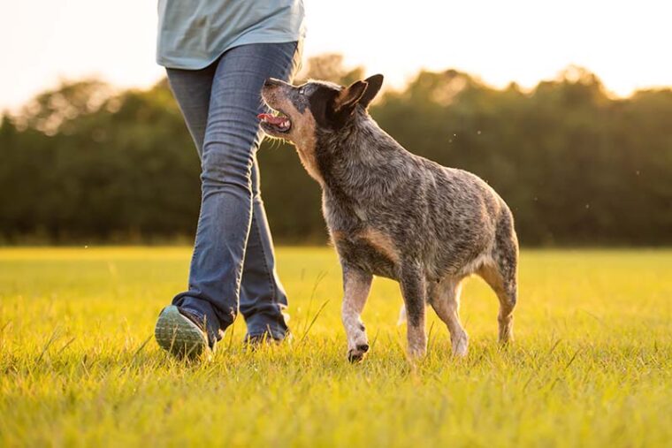 Australian Cattle Dog Blue Heeler walking with owner