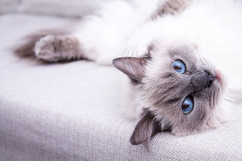 Blue point Ragdoll lying on couch