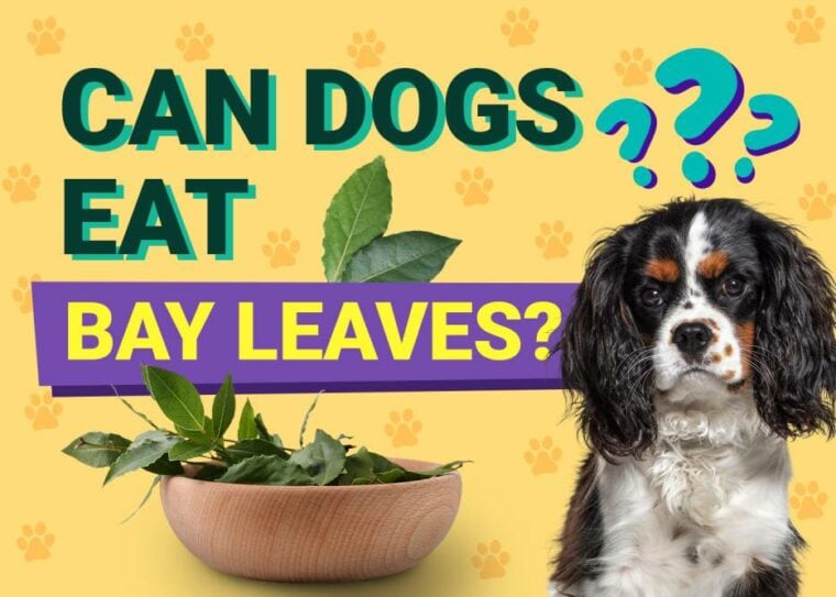 Can Dogs Eat_bay leaves