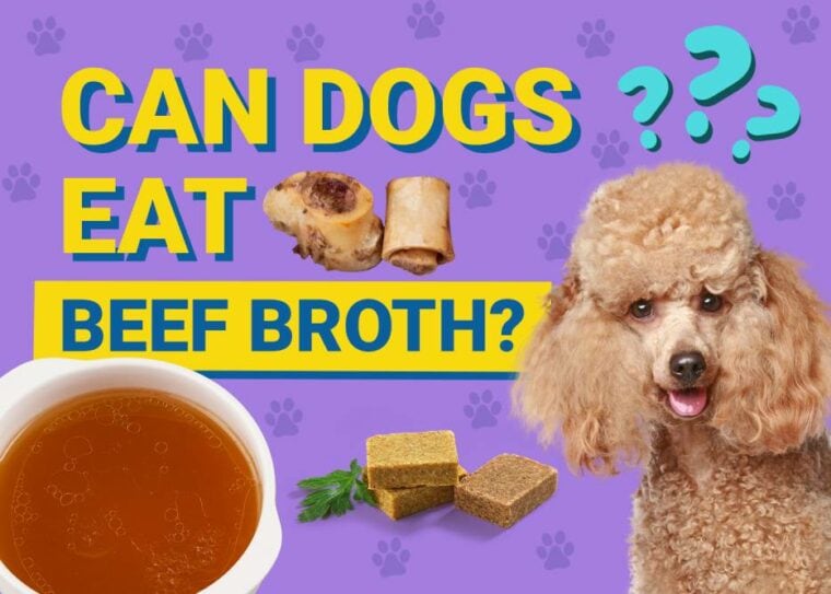 Can Dogs Eat_beef broth