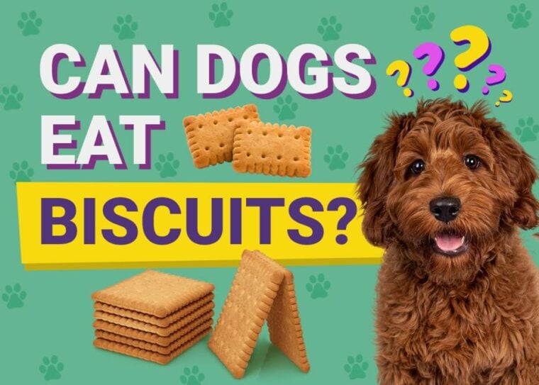 Can Dogs Eat_biscuits