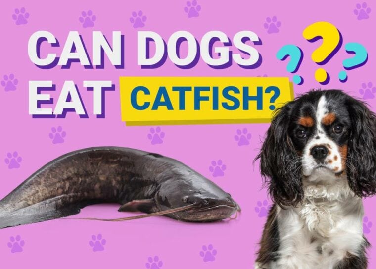 Can Dogs Eat_catfish