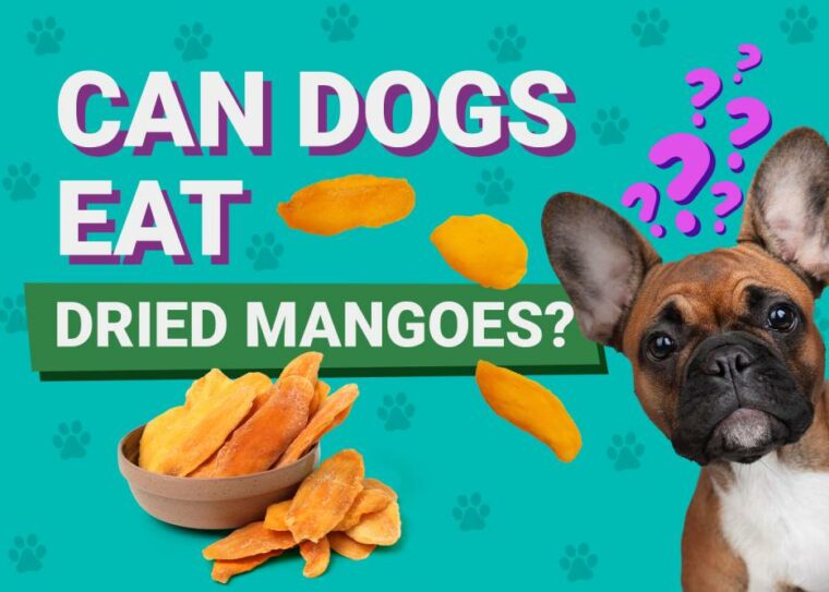 Can Dogs Eat_dried mangoes