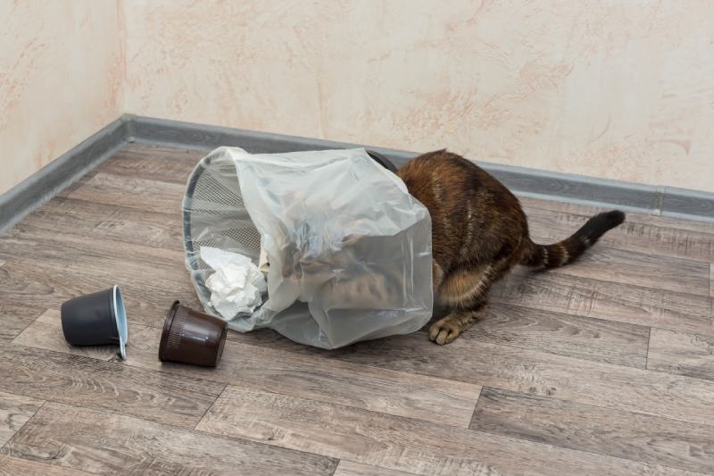 Cat knocked over a trash can and got tangled up in trash bag