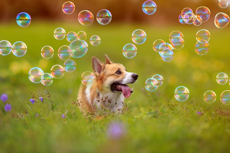 Are Bubbles Safe for Dogs? Everything You Need to Know! | Pet Keen