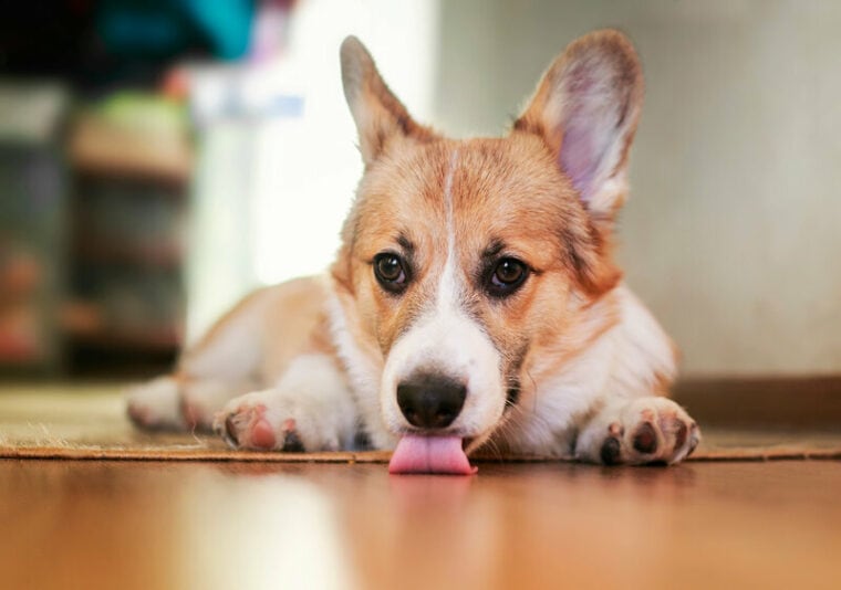 Corgi dog licking the floor