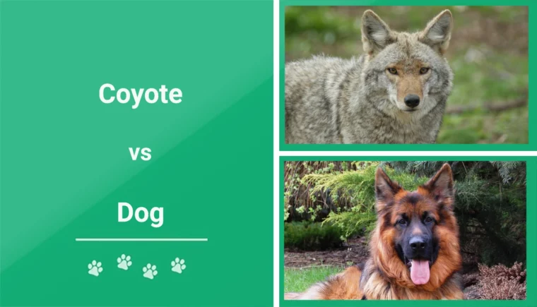 Coyote vs Dog - Featured Image
