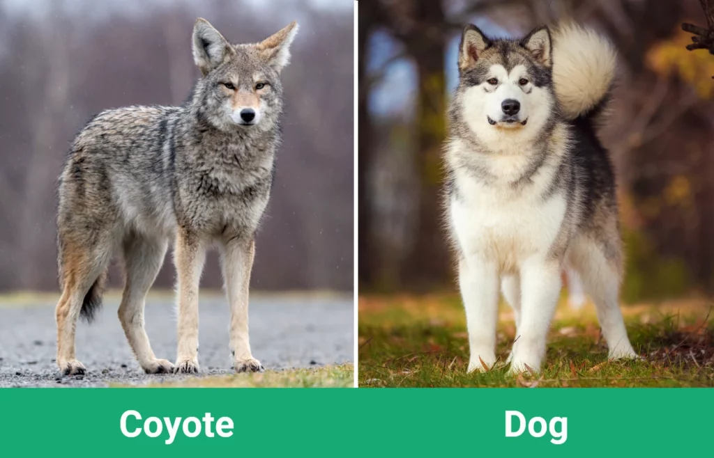 is a coyote a canine