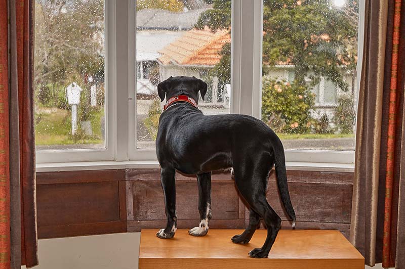 Dog looking out of the window waiting for his owner