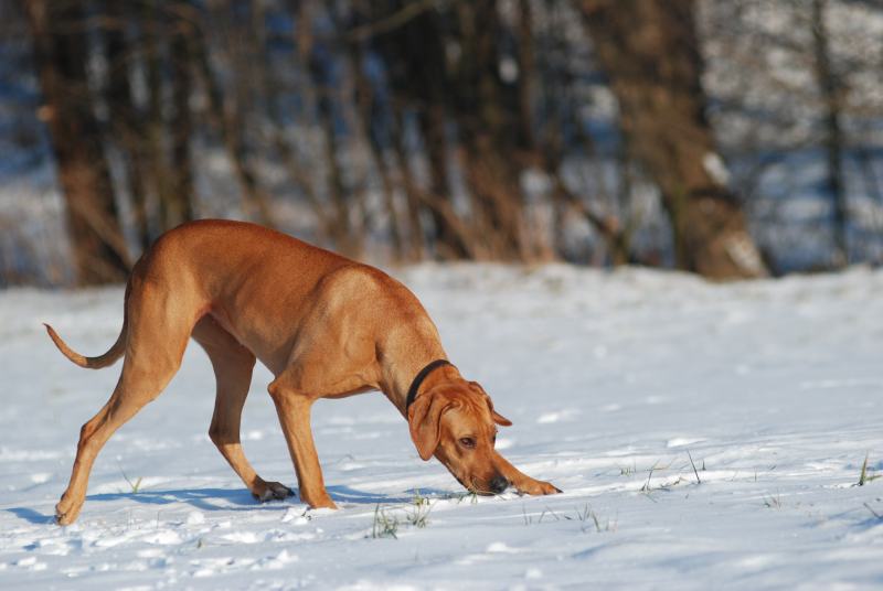 Dog scent tracking in snow