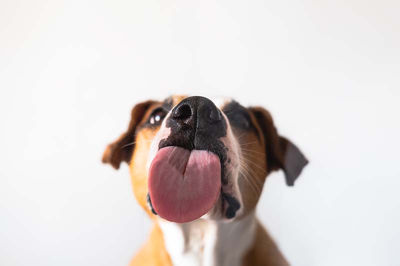 Dog with licking tongue
