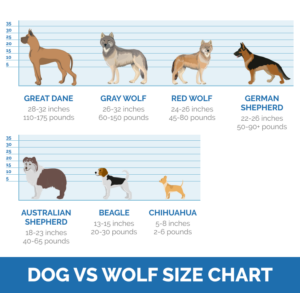 How Big Are Wolves Compared to Dogs? (Size Chart & Comparison) | Pet Keen