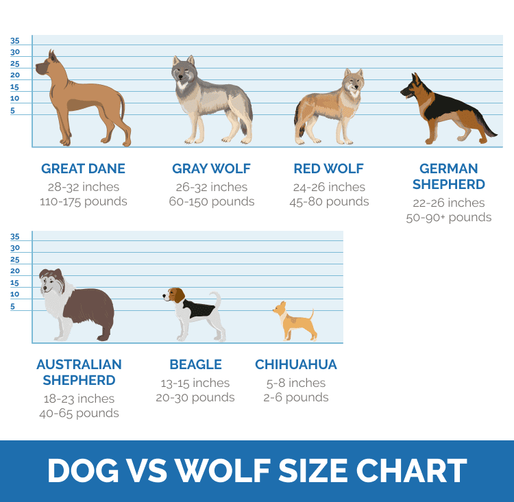 Are Wolves Bigger Than Mastiffs