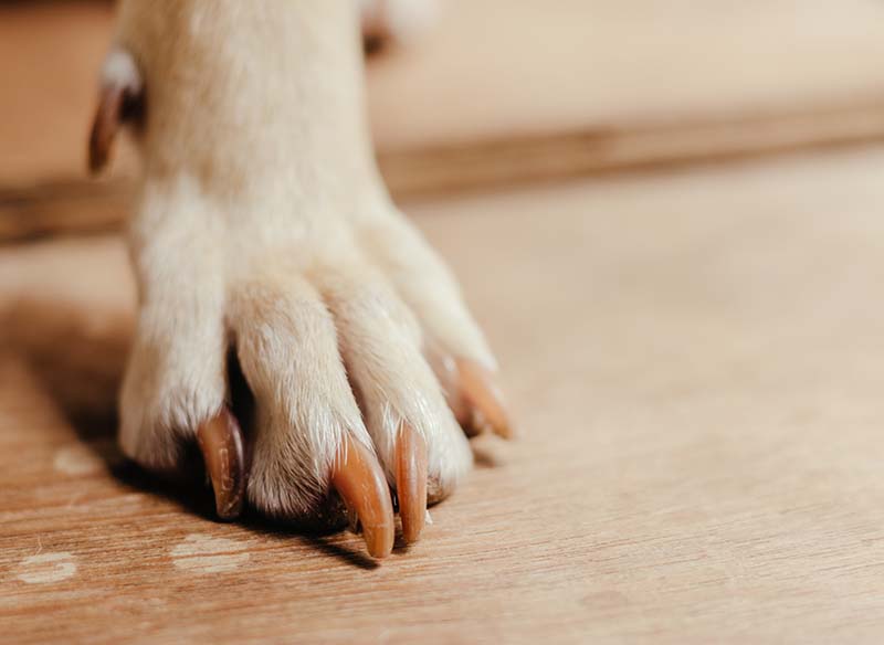 Dog's paws resting on a wooden surface