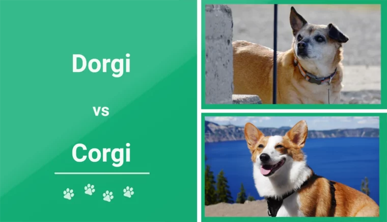 Dorgi vs Corgi - Featured Image