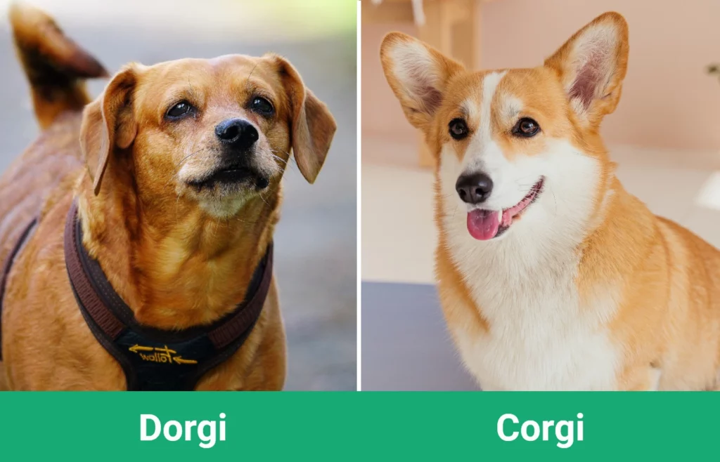 Dorgi vs Corgi - Visual Differences