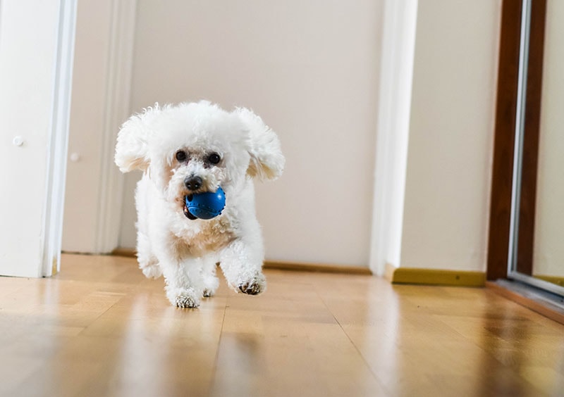 Fast Bichon Frise happily running with his ball in the apartment