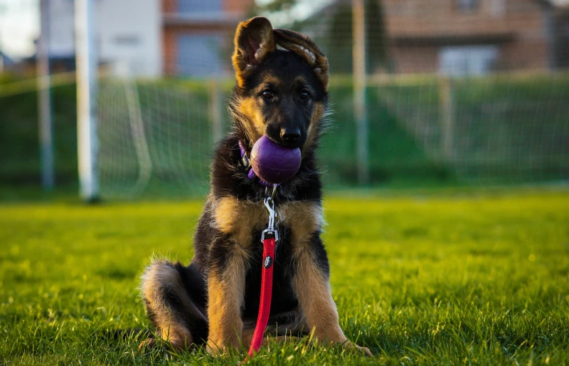 German shepherd puppy playing with a dog toy