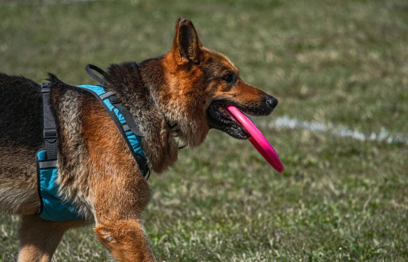 German shepherd walking on grass with a frisbee dog toy in its mouth