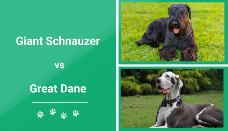 Giant Schnauzer vs Great Dane - Featured Image