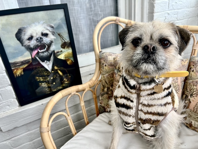Gizmo with his Purr and Mutt pet portrait_Kate
