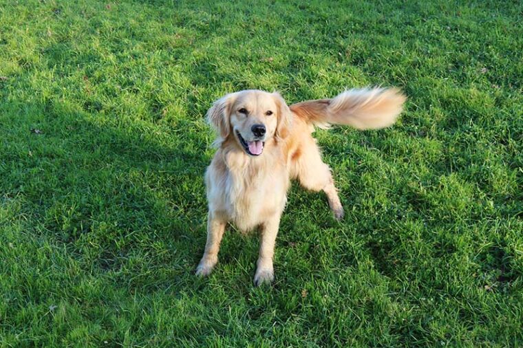 Golden retriever wagging his tail