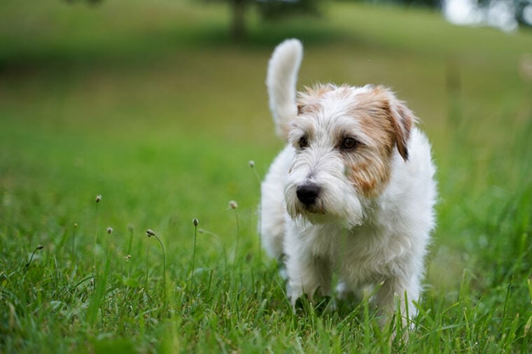 Jack Russell on Grass